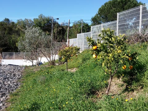 Pomar- árvores de fruto.